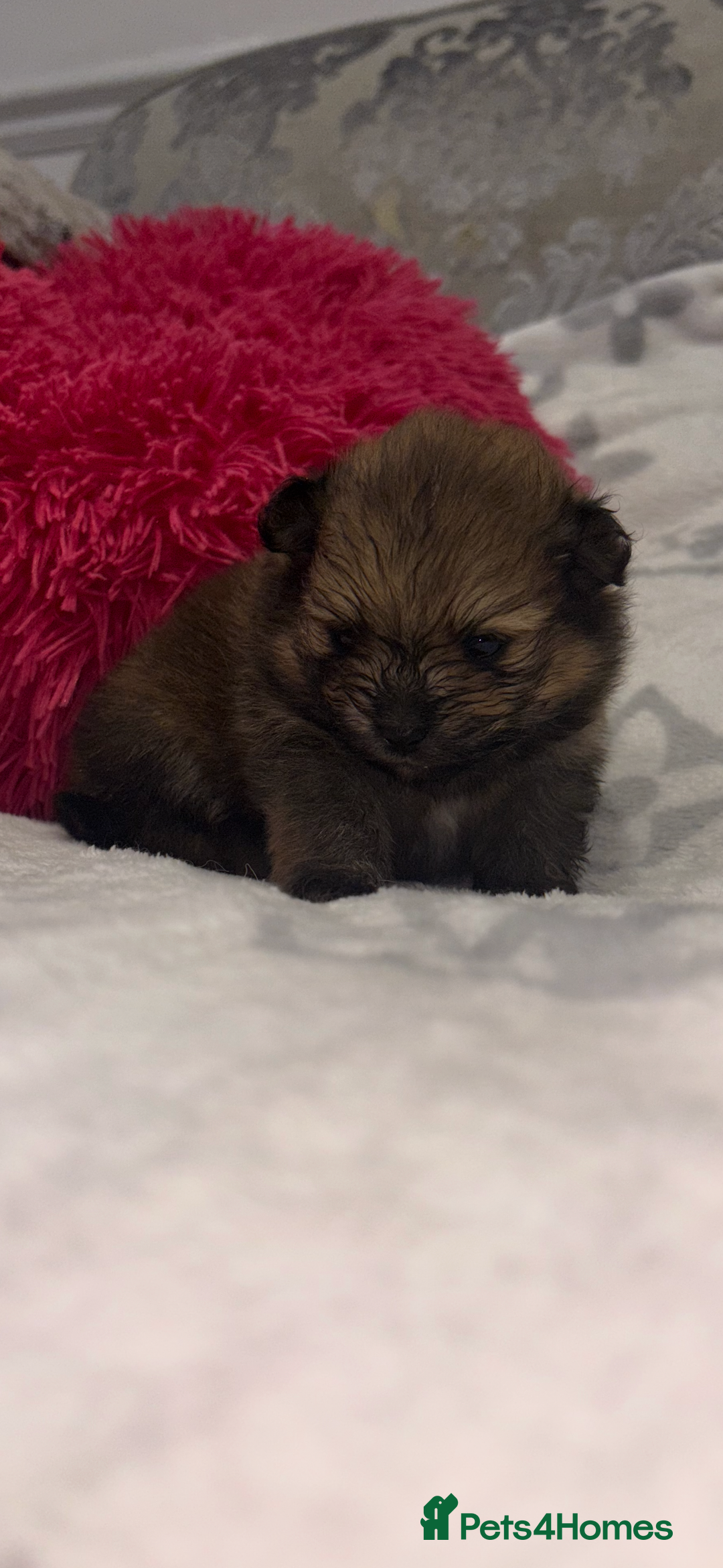 Pomeranian dogs for sale: Kc registered Pomeranians  - Image 12