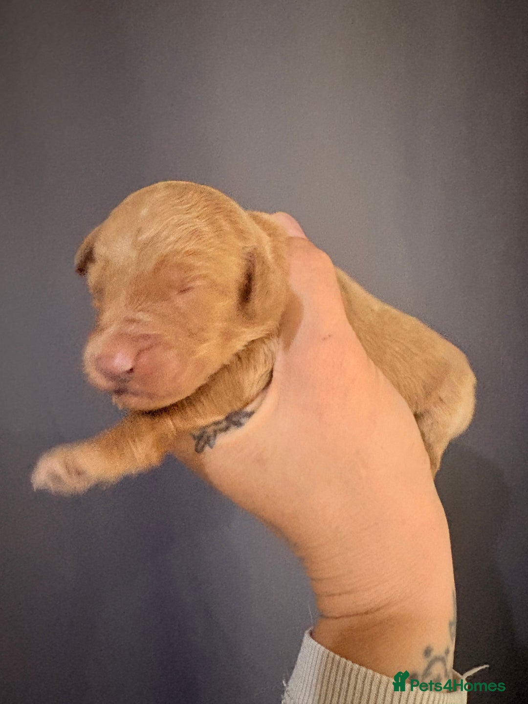 Goldendoodle dogs for sale: Superb litter of Mini Goldendoodle puppies  - Image 11