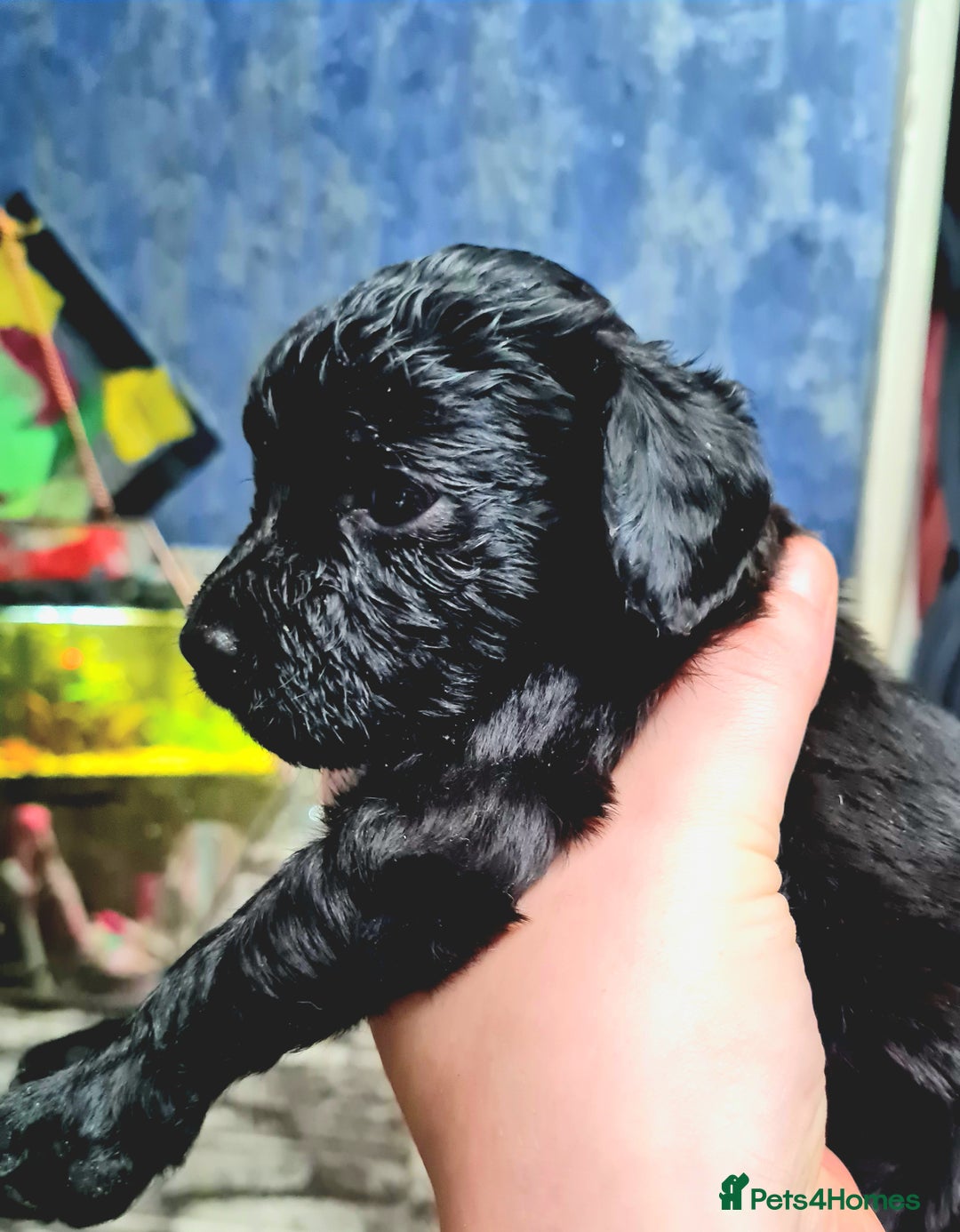 Cockapoo dogs for sale: 🐶🐾PLEASE READ THE FULL ADVERT🐾🐶 - Image 8