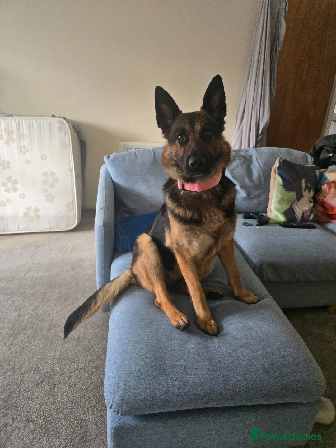 German Shepherd dogs for sale: Due to having a new born and not enough time  in Witham - Advert 1