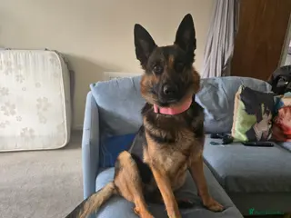 German Shepherd dogs Due to having a new born and not enough time - Advert 1