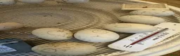 Ducks poultry for sale: Aylesbury Ducklings - Bristol Somerset in Banwell - Advert 1