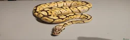 Mixed Breed reptiles for sale: Ball Pythons And Corn Snake For Sale - Advert 3