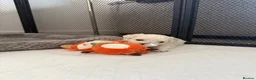 Maltipoo dogs for sale: Stunning Maltipoo Puppies  - Advert 23
