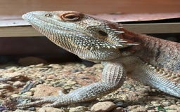 Bearded Dragon reptiles for sale: Bearded Dragon - Image 1