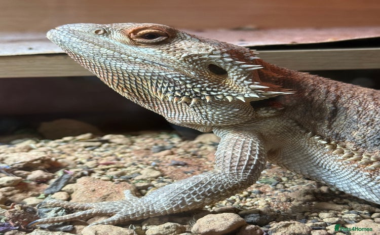 Bearded Dragon reptiles - Advert 3