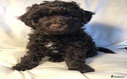 Cockapoo dogs for sale: Small cockapoo puppies ready early oct - Image 1