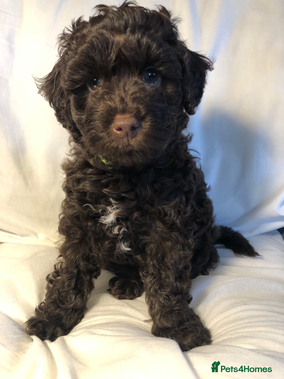Cockapoo dogs for sale: Small cockapoo puppies ready early oct - Image 1