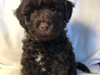 Cockapoo dogs - Advert 30