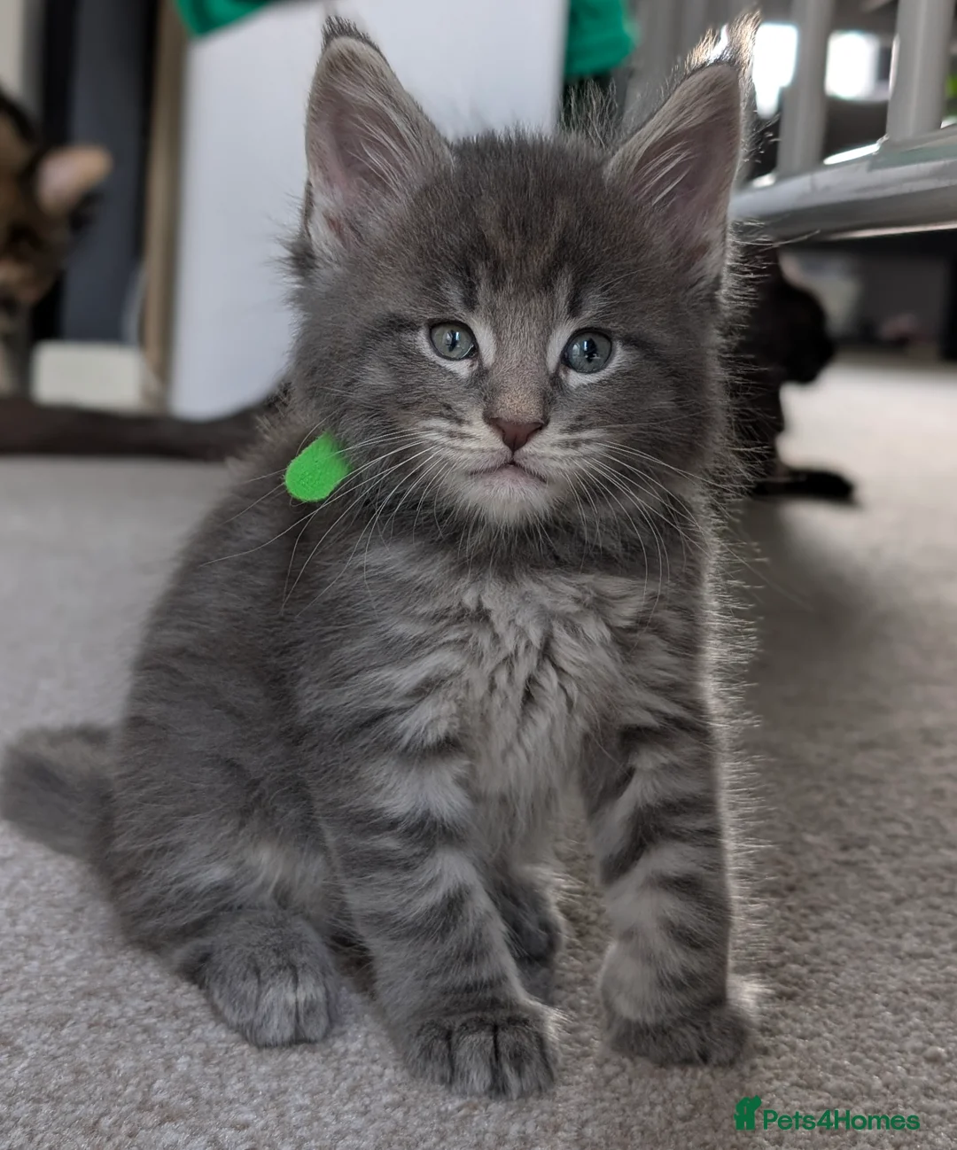 Maine Coon cats for sale: Little balls of fur looking for their new home - Advert 4