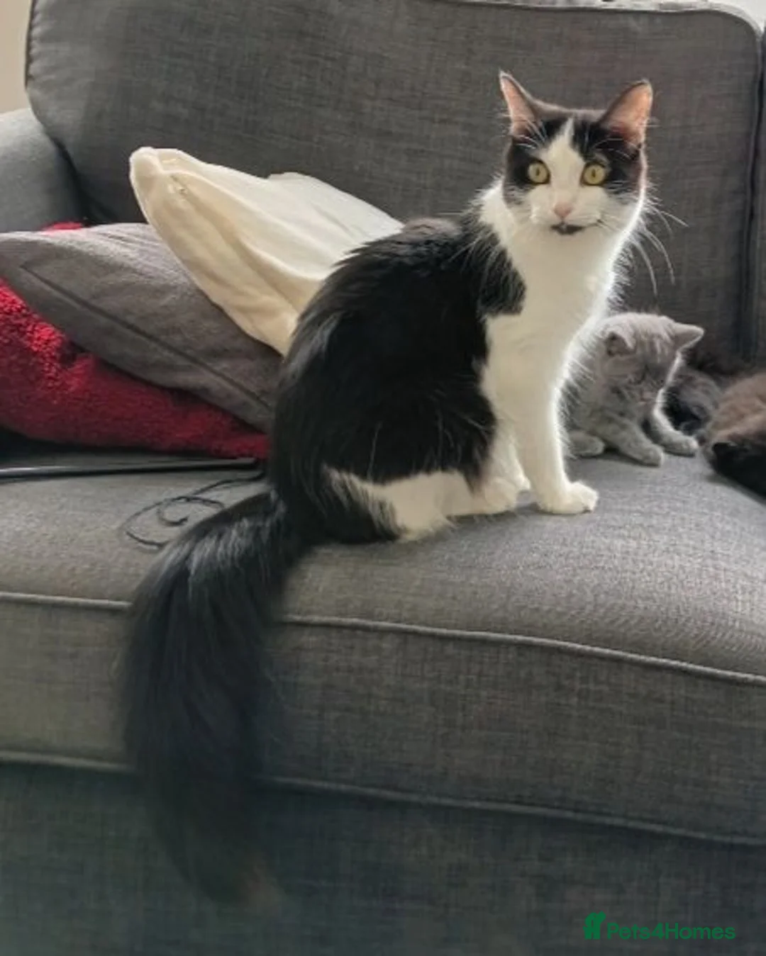 Mixed Breed cats for sale: Grey/blue kitten  - Advert 2