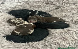 Miniature Poodle dogs for stud: 💥FOR STUD💥 CHOC MERLE PHANTOM MIN POODLE in Doncaster - Image 17
