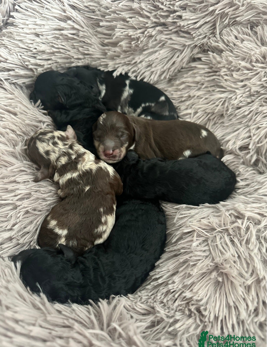 Miniature Poodle dogs for stud: 💥FOR STUD💥 CHOC MERLE PHANTOM MIN POODLE in Doncaster - Image 17