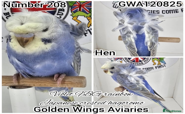 Budgerigars birds - Advert 1