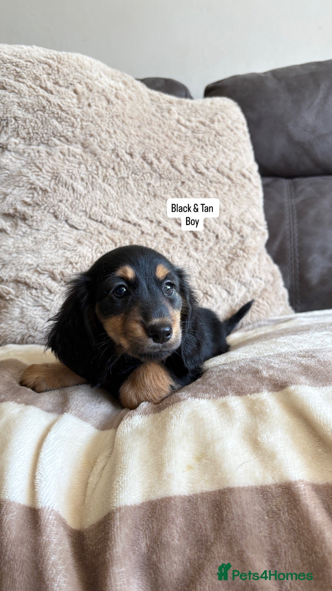 Miniature Dachshund dogs     Exceptional KC Long Haired Mini Dachshunds🤍 - Advert 1
