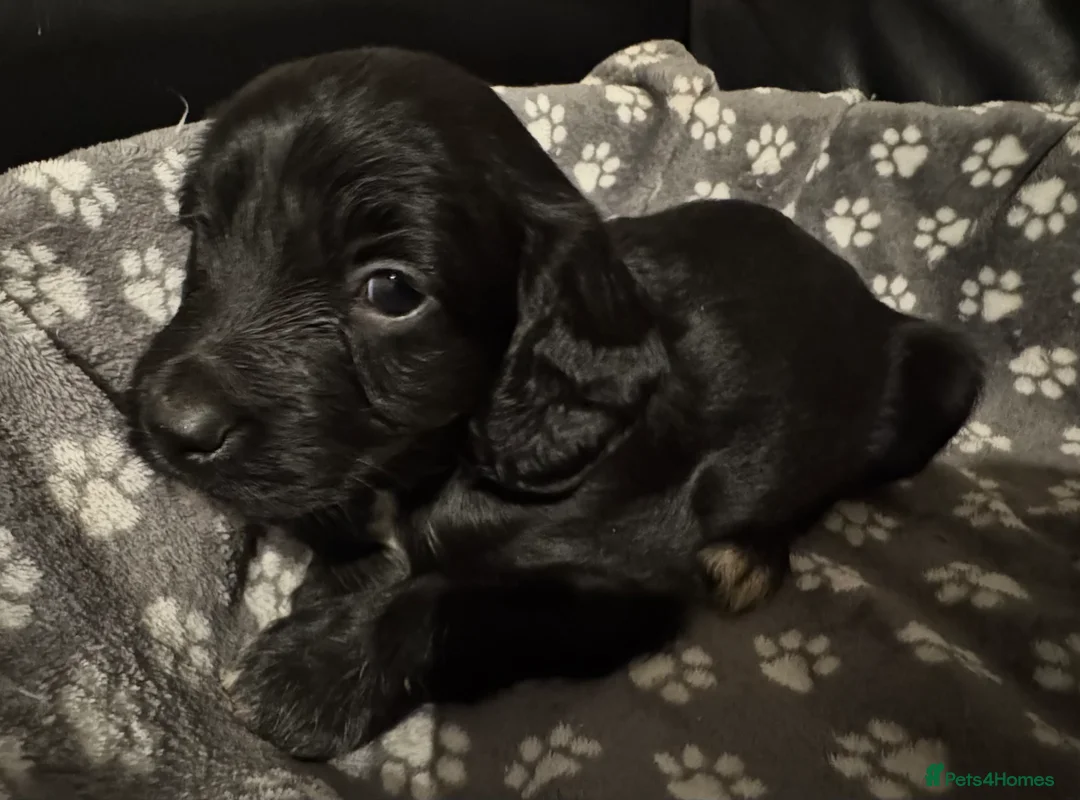 Mixed Breed dogs for sale: Gorgeous litter of 6 puppies  - Advert 2