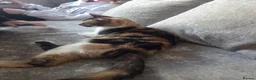 Mixed Breed cats for sale: 2 male kittens - Advert 1