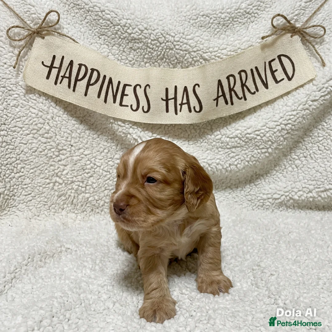 Cocker Spaniel dogs for sale: Working cocker spaniels - Advert 8