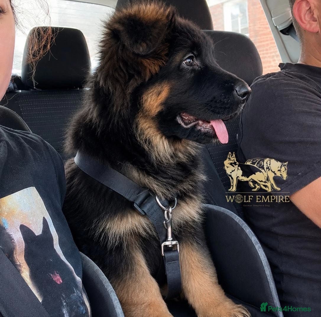 German Shepherd dogs Beautiful Gsd,Puppies  - Advert 1