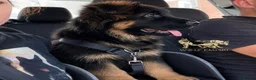 German Shepherd dogs for sale: Beautiful  Gsd Puppies  - Advert 8