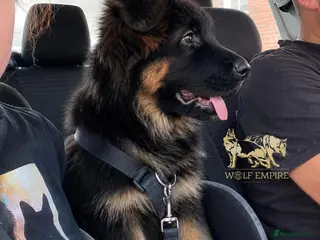 German Shepherd dogs Beautiful Gsd,Puppies - Advert 10