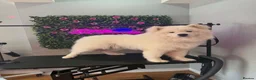 Samoyed dogs for sale: Samoyed  - Advert 2