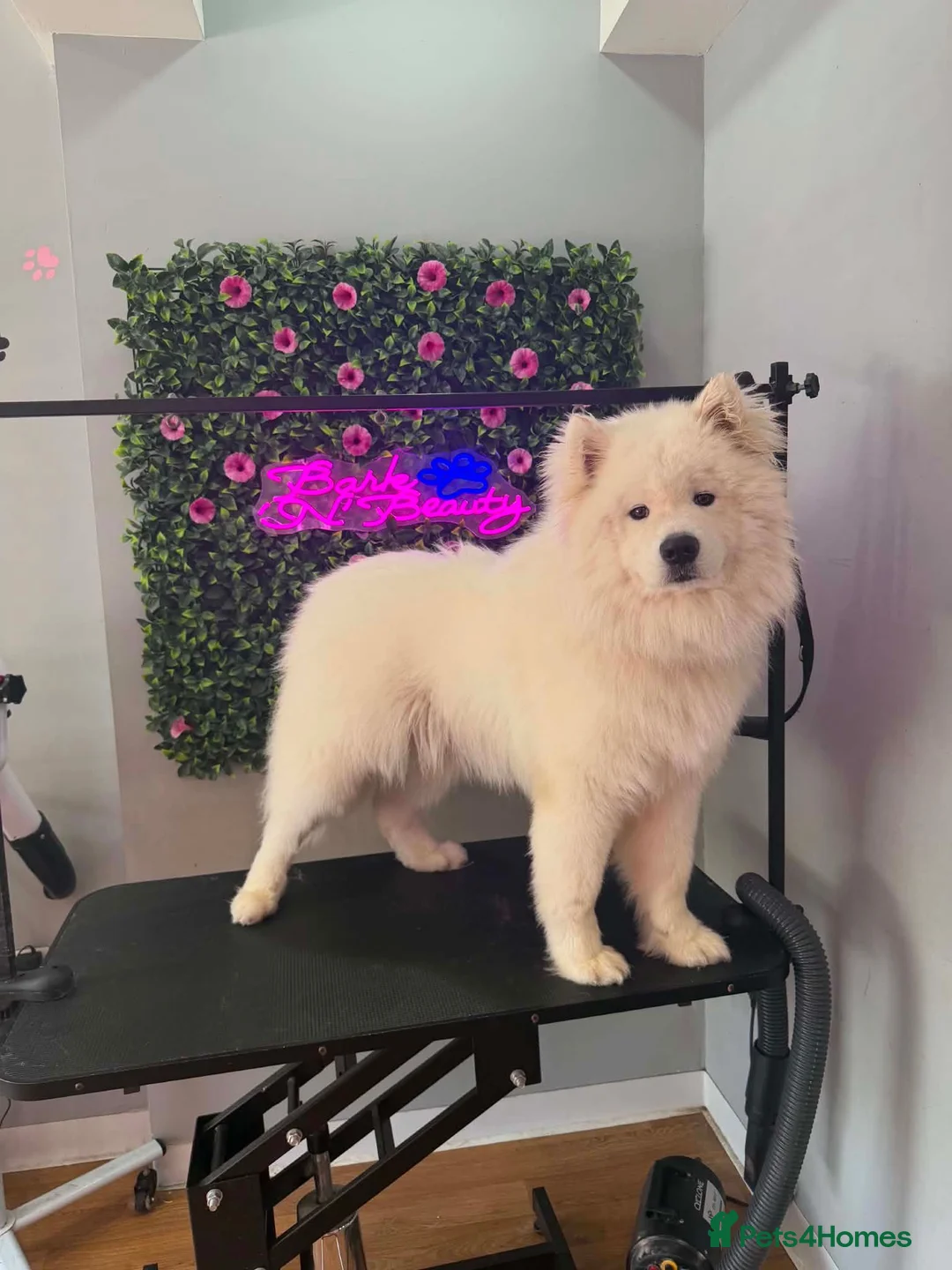 Samoyed dogs for sale: Samoyed  - Advert 2