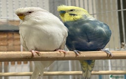 Budgerigars birds for sale: Budgies for sale bonded pair  - Advert 9