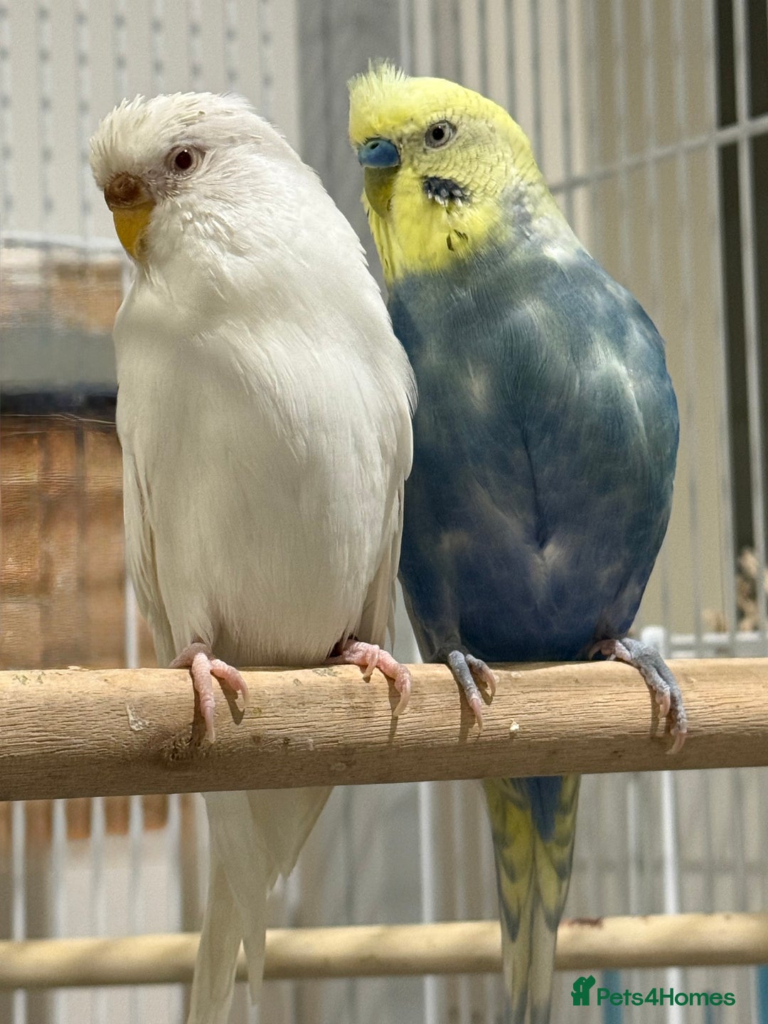 Budgerigars birds for sale: Budgies for sale bonded pair  - Advert 9