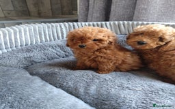 Poodle dogs for sale: Red miniature poodle  - Image 10