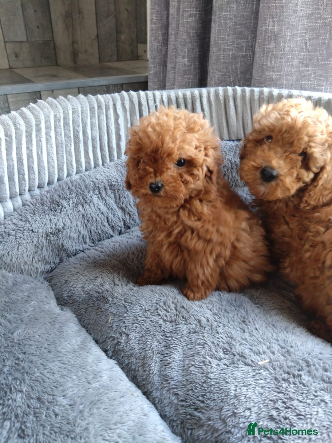 Poodle dogs for sale: Red miniature poodle  - Image 10
