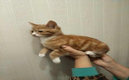 Mixed Breed cats for sale: 3 beautiful kittens available  - Image 10
