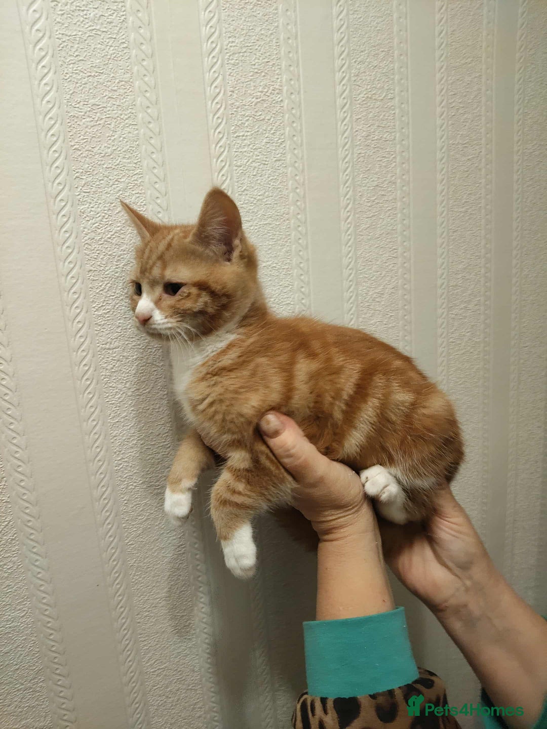 Mixed Breed cats for sale: 3 beautiful kittens available  - Image 10