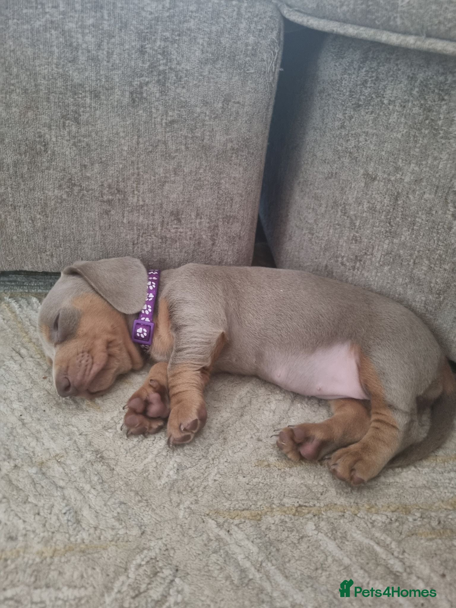 Dachshund dogs 1 left Miniature smooth daschund pups - Advert 16