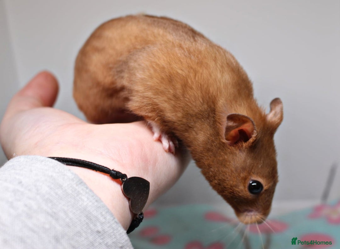 Hamster rodents for sale: 2 beautiful female Syrian hamsters  - Advert 2