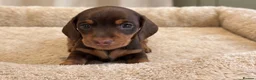 Miniature Dachshund dogs for sale: Miniature Smooth-Haired Dachshund Puppies Puppies in Oxford - Advert 3