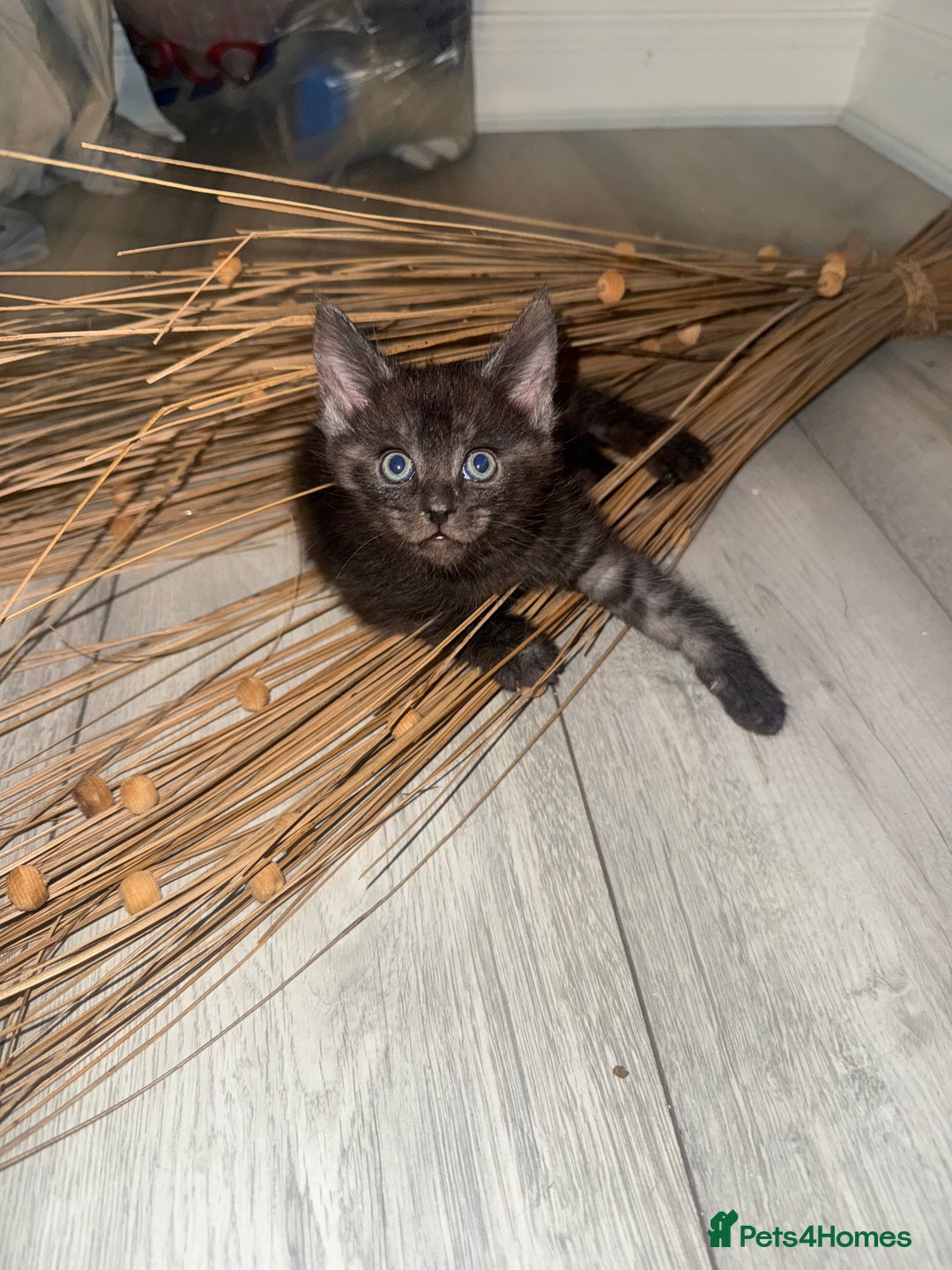 Maine Coon cats for sale: 2 Half Maine Coons for sale  - Advert 3