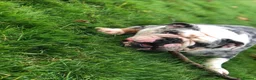 English Bulldog dogs for stud: Buster – Blue Merle Tri Stud - Advert 7