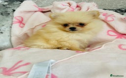 Pomeranian dogs for sale: Tiny Pomeranian puppies - Image 7