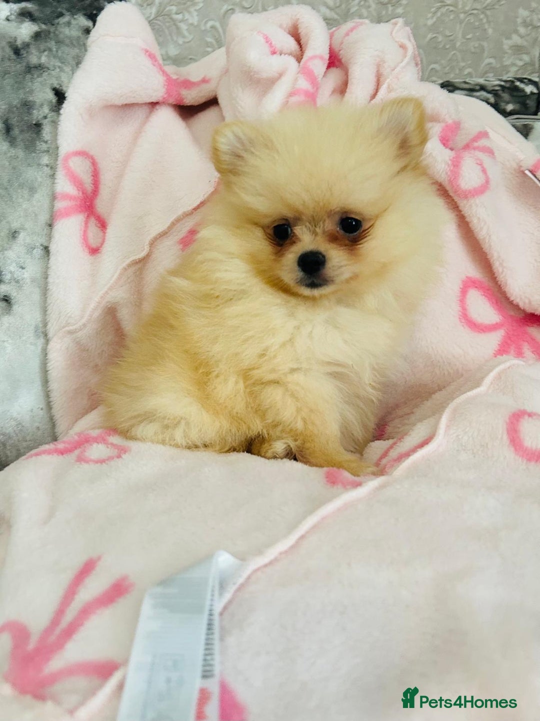 Pomeranian dogs for sale: Tiny Pomeranian puppies - Image 7