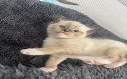 Ragdoll cats for sale: Beautiful Ragdoll kittens open to reasonable offer - Image 8