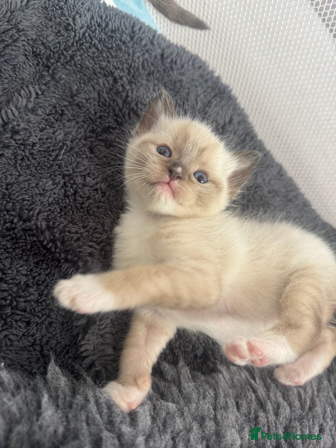 Ragdoll cats for sale: Beautiful Ragdoll kittens open to reasonable offer - Image 8