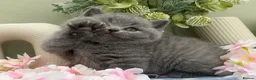 British Shorthair cats for sale: Stunning British Shorthair kittens  - Advert 5