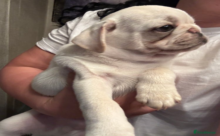 Pug dogs - Advert 8