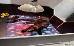 Labrador Retriever dogs for sale: Kc black Labrador puppies - Advert 6