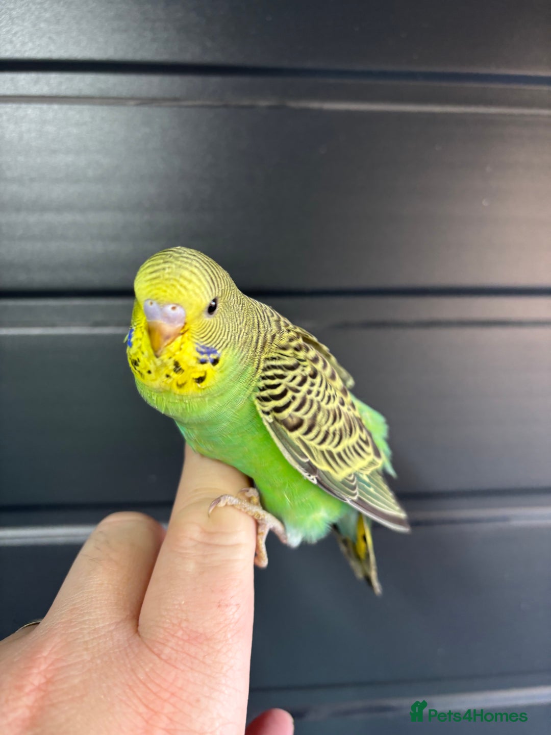 Budgerigars birds for sale: Beautiful baby budgies for sale  - Image 5