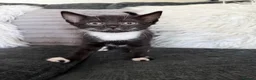 Mixed Breed cats for sale: 1 male 2 female kittens tuxedo - Advert 2