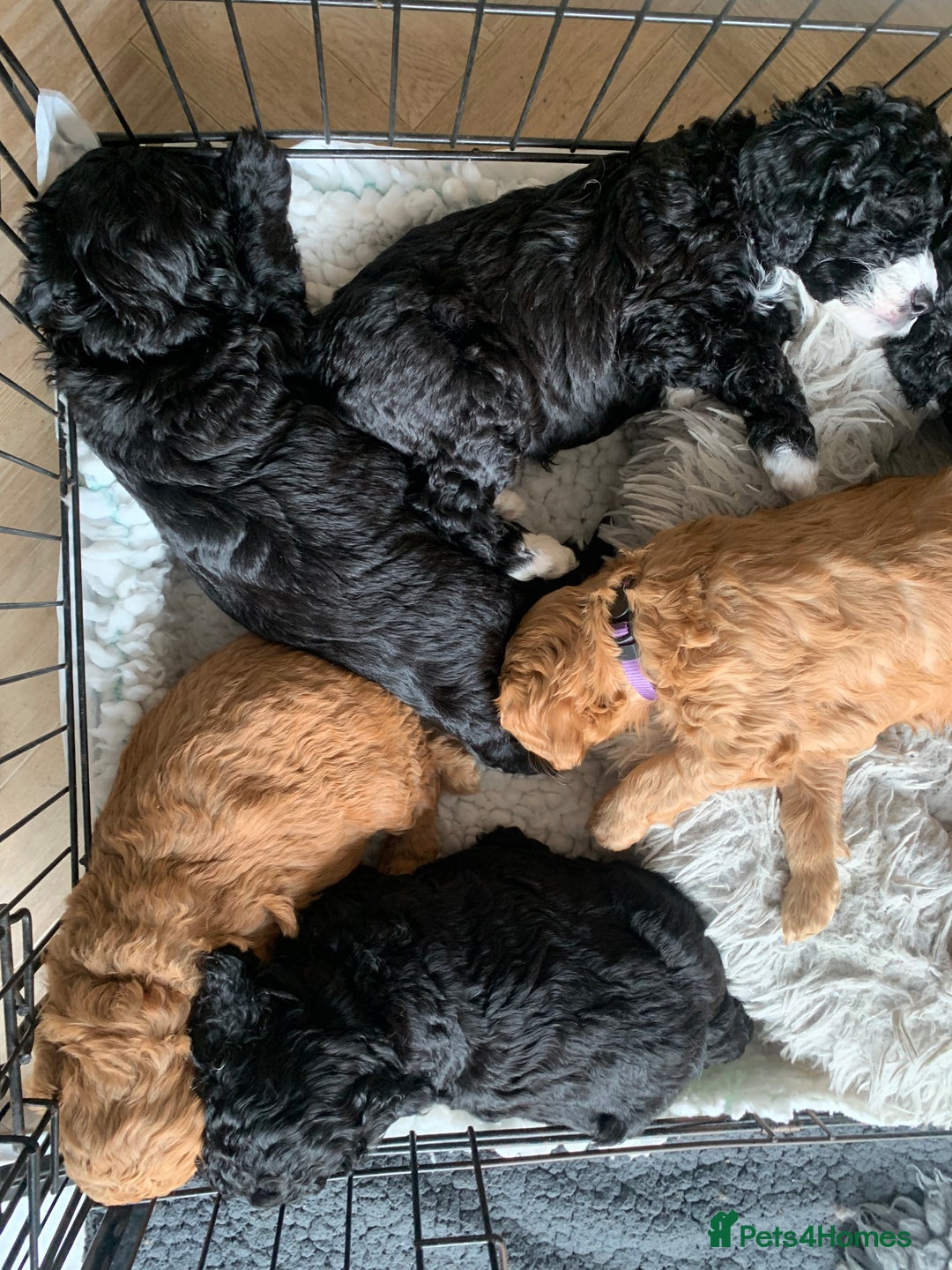 Labradoodle dogs for sale: F1b Miniature Labradoodle Puppies  - Advert 35