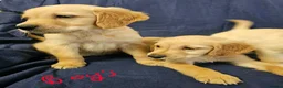 Golden Retriever dogs for sale: Golden retriever puppies in Seaham - Advert 9