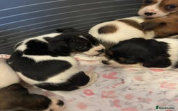 Mixed Breed dogs for sale: Lovely caver jack puppies for sale  - Advert 6